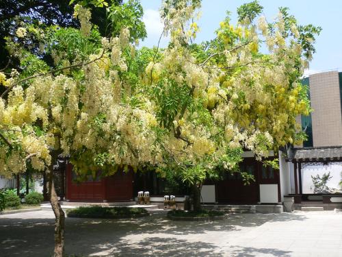 Trees - Trees with yellow flowers in XIHU Park
