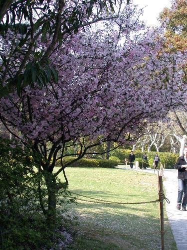 Spring - photos took last year in a near park