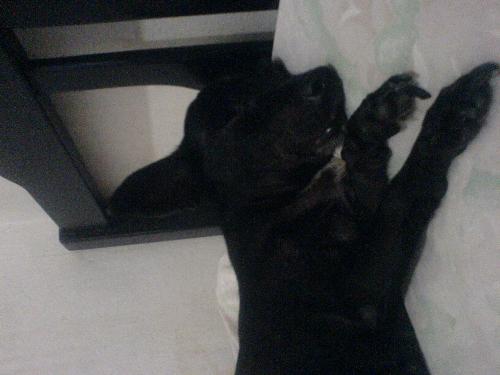 my dog try to sleep.. - there's my dog. she is trying to sleep...