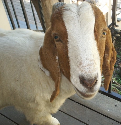 Archie the Goat - This is Archie, the alpha goat on my friend's property; they have 4 goats. They always seem to be getting into trouble and getting into places they shouldn't!
