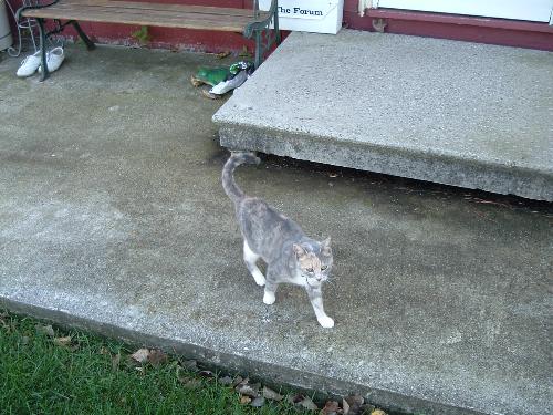 Cat - A cat near the back door.