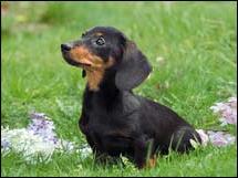 Miniutre Dachshund - black short hair miniture dachshund