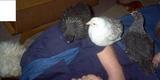 human roost - in this picture I had fallen asleep, my baby was sleeping on me (you can see her hand) and the dog was sleeping next to me - the guys thought it would be a good joke to have some of the pullets siesta on me too.