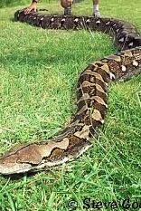 12 ft python - Just to get an idea this is a picture of a 12 foot python. 