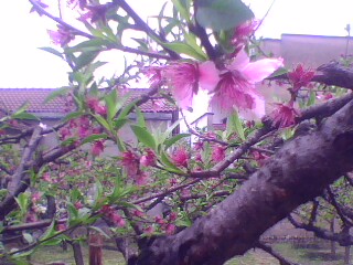peach blossoms - peach blossoms in suburbs in April...