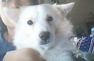 Dogs (Cute!) - this is my dog chibi!  isn't he cute!