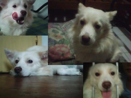 cute dog - chibi's most cute photos yet!!
