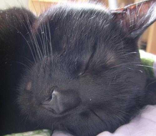 my cat - black cat 10 months old 'link'