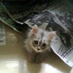 cat - I love cats! And this kitten is simply too cute to be true.
