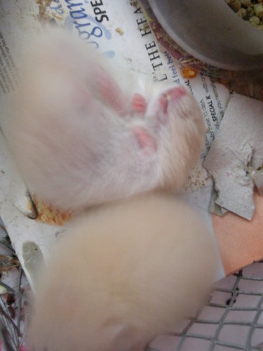 hamster - my hamster inside their cage