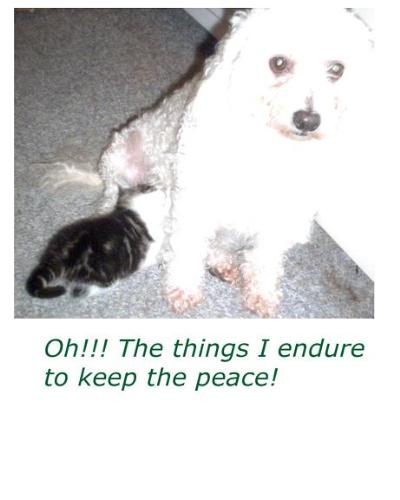 dog mothering kitten - this is our sweet sweet dog who has a *need* to mother every creature that gets close to her.