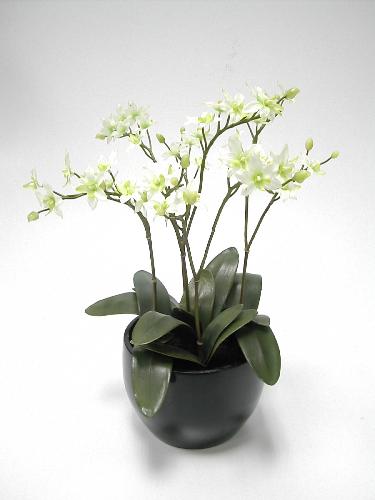orchid - White orchid flowers