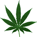 a leaf cannabis sativa/indica/ruderalis - that is all