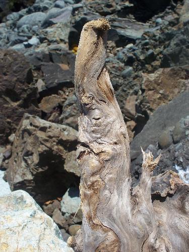 photo, driftwood, old wizard - Picture of a piece of driftwood