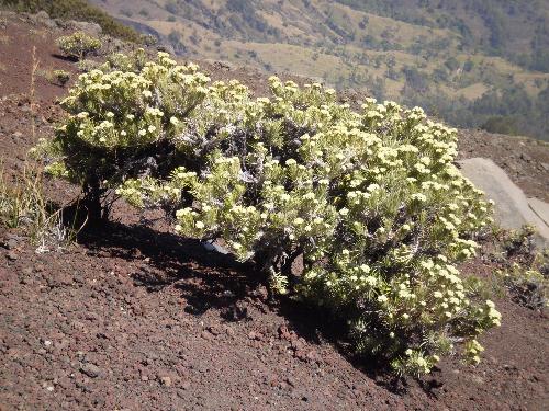 yellow edelweiss - you can find it nearby the top of mt rinjani (3700 m)