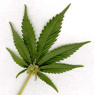 Marijuana - marijuana leaf