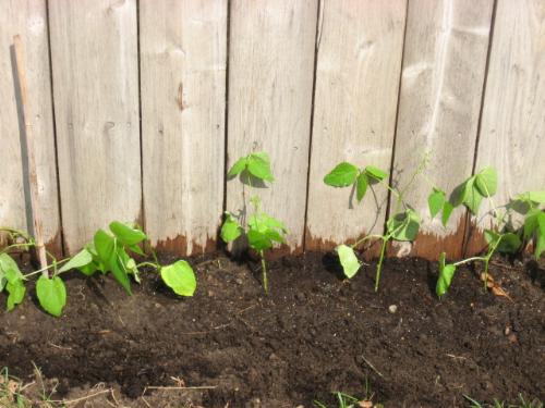 Pole Green Beans - I've finally had nice weather and planted them outdoors.