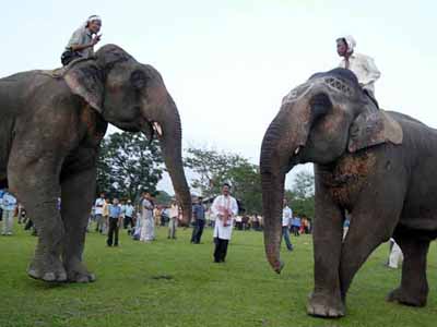 elephant - Jumbos in battle mode during an elephant fight in Assam(India).