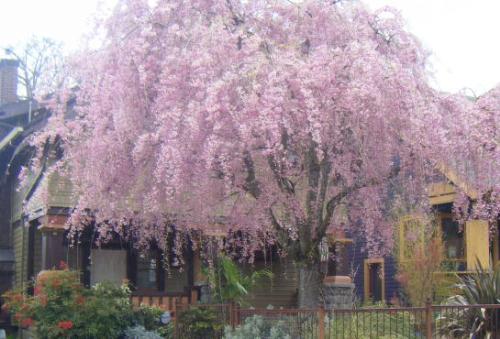Spring in Portland, Oregon - The house colors and wild variety of flowers make Portland an artists' dream.