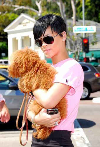 Rihanna At Chin Chin Restaurant In Los Angeles - Rihanna at Chin Chin Restaurant with cute dog