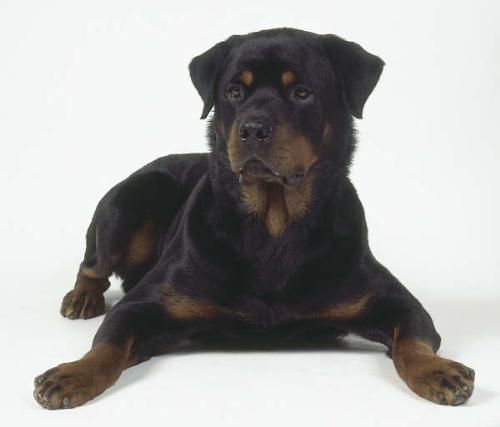 pets - Rottweiler my dream pet!