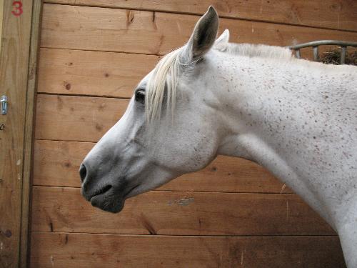 Gray Arabian  - Picture of a gray Arabian mare at my old barn. Her nick-name was Rosebud.