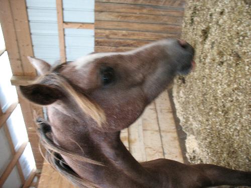 Czar - Young Arabian colt named Czar at my old barn. Won first place in Best Classic Arabian Head.