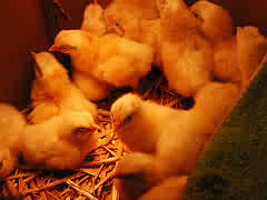 baby chickens - baby chickens in a pen just hatched.