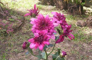 An ordinary flower - This very ordinary-looking flower sits on a pot in my yard where I lived and it kept for a while and later went as flowers are wont to do. There was no sadness in its passing. It was just one of those flowers that graced my yard and it was already like that when my wife bought it in a pot. I did get a moment with it and I snapped it with my tiny digital camera.
