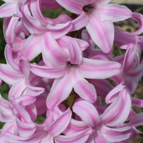 Hyacinth - This Hyacinth just bloomed the other day - extra sweet smelling Hyacinths are one of my favorite flowers. This one is particularly attractive because of the multi colors.