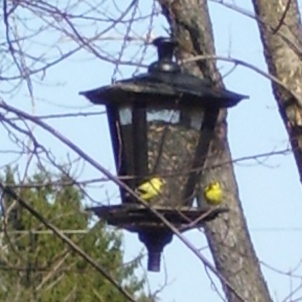 2 Birds at Feeder - It very much looks like these two wild canaries are discussing day to day issues - such as the sunflower seeds their sharing.