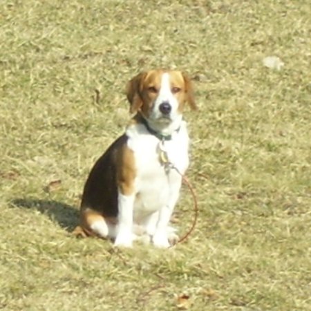 Beagle Setting in the Sun - All I can think is Shilo is looking at me saying 'So how long do you want me to set here before I can go pee'.