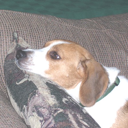 Beagle Resting - Caught Shilo our beagle resting a bit on a sofa pillow just gazing off into space like I wouldn't see him if he didn't look at me.