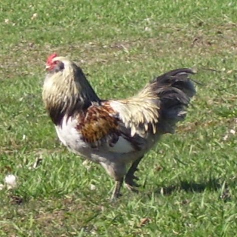Americana Rooster - Out of the chicken pen and chasing grandkids around the yard - this rooster will be Sunday dinner before long.