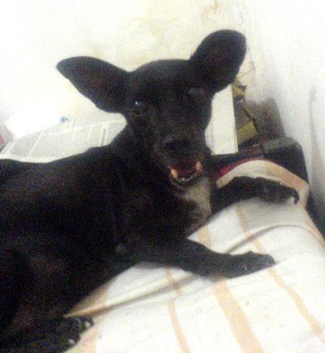 doggie.. - my dog..love her !!