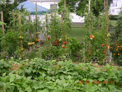 tomato garden - Are you ready for your garden this year.