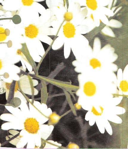 Flowers - Beautiful white and yelow flowers.