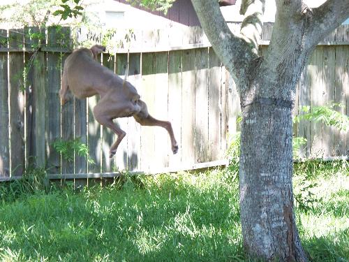 Elvis - Elvis playing with his frisbee doing the high jump.