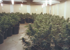 Grow Op - A marijuana grow op