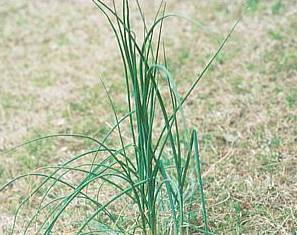 Wild Garlic -  What most of us think is wild onion is really wild garlic. Wild onion has a flatter leaf, whereas wild garlic is more tubular.