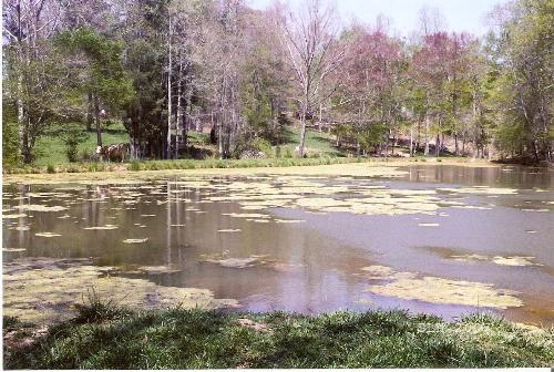 The Pond - This is a photo that I took one day, while I was down at my Fathers house. I love the color of the trees and the cows on the left side of the pond. I hope that everyone likes this. The photo was taken in Trinity, N.C.