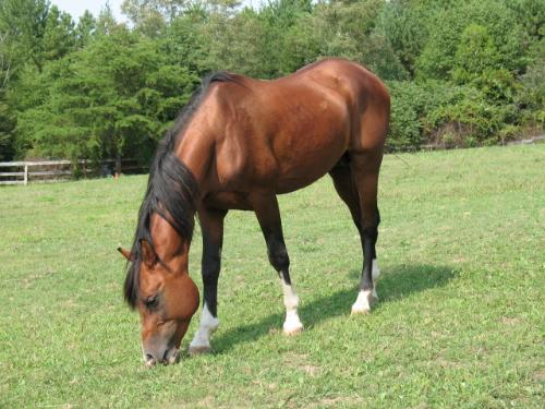 Bay Horse - Nonsuch Padron; world-famous Arabian Stallion.