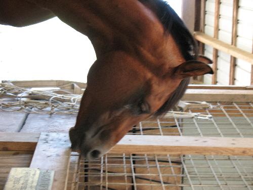 Bay Arabian Head - Nonsuch Padron, world-famous Arabian stallion.