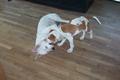 Time For Play - Our dogs just love to play. Wrestling is their favorite.