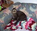Arthur the Cat - This is my son Arthur. He is 6 years old. He is the custes cat in the world. He loves to lay around and look good. That is his best feature.