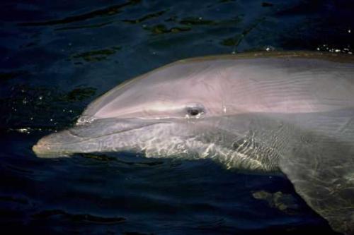 Dolphin - A dolphin in the water