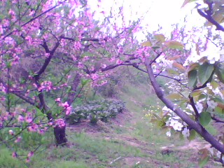 peach blossoms and pear blossoms(does it spell lik - peach blossoms and pear blossoms