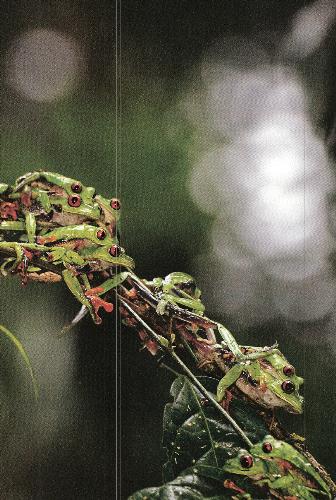 Frog's - Many frog making love.