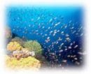 tubbataha reef (palawan) - beautiful reef, virgin one..please lets see, visit the Philippines particularly Palawan..
