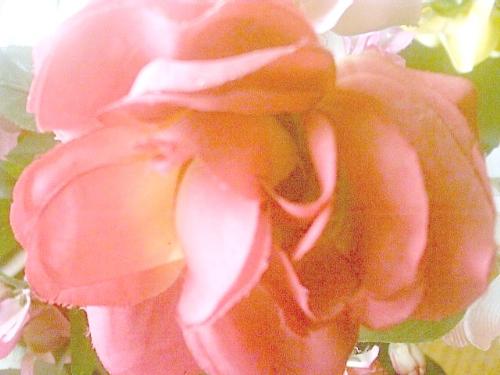 Rose - A close up of a rose !